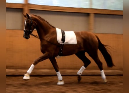 Hannoveraner, Stute, 3 Jahre, 178 cm, Fuchs