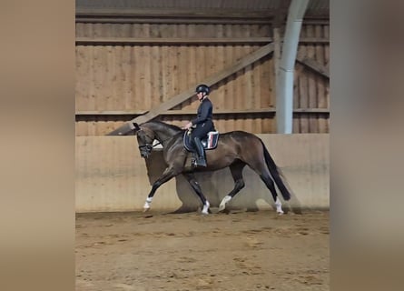 Hannoveraner, Stute, 3 Jahre, Brauner
