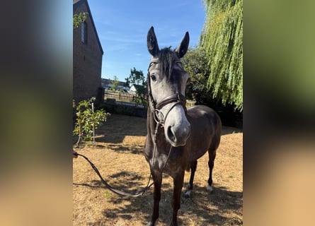 Hannoveraner, Stute, 4 Jahre, 155 cm, Apfelschimmel