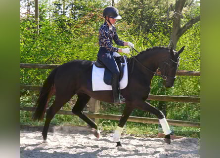 Hannoveraner, Stute, 4 Jahre, 156 cm