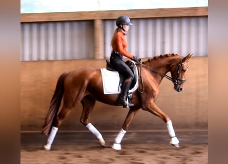 Hannoveraner, Stute, 4 Jahre, 158 cm, Fuchs