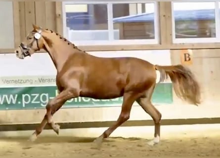 Hannoveraner, Stute, 4 Jahre, 158 cm, Fuchs