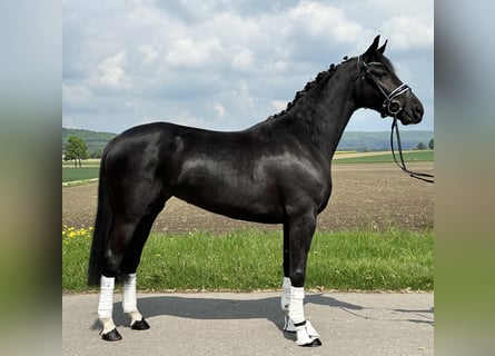 Hannoveraner, Stute, 4 Jahre, 158 cm, Rappe