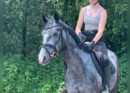 Hannoveraner, Stute, 4 Jahre, 159 cm, Schimmel