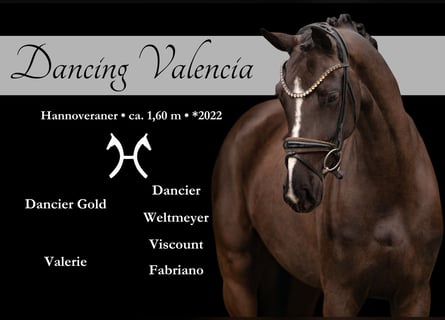 Hannoveraner, Stute, 4 Jahre, 161 cm, Schwarzbrauner