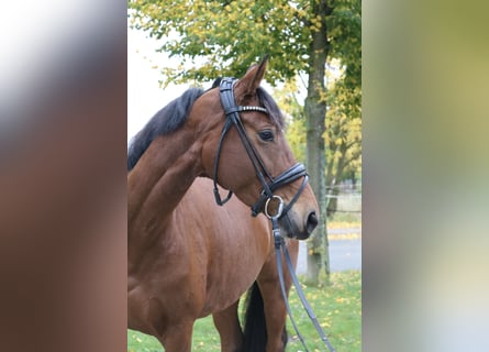 Hannoveraner, Stute, 4 Jahre, 162 cm, Brauner