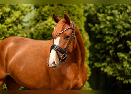 Hannoveraner, Stute, 4 Jahre, 162 cm, Fuchs