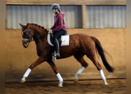 Hannoveraner, Stute, 4 Jahre, 162 cm, Fuchs