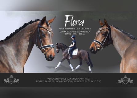 Hannoveraner, Stute, 4 Jahre, 163 cm, Brauner