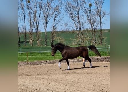 Hannoveraner, Stute, 4 Jahre, 163 cm, Dunkelbrauner