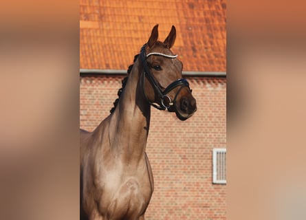 Hannoveraner, Stute, 4 Jahre, 163 cm, Dunkelfuchs