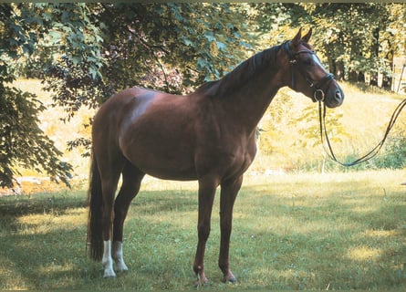 Hannoveraner, Stute, 4 Jahre, 163 cm, Fuchs
