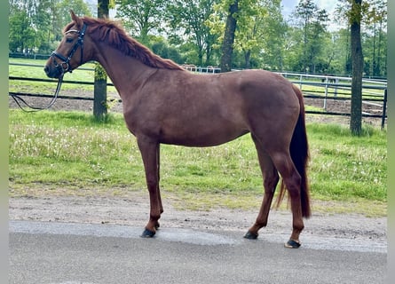 Hannoveraner, Stute, 4 Jahre, 163 cm, Fuchs