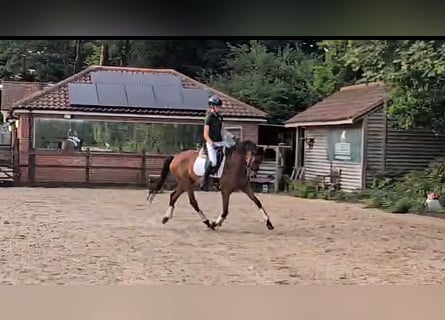 Hannoveraner, Stute, 4 Jahre, 163 cm, Rotbrauner