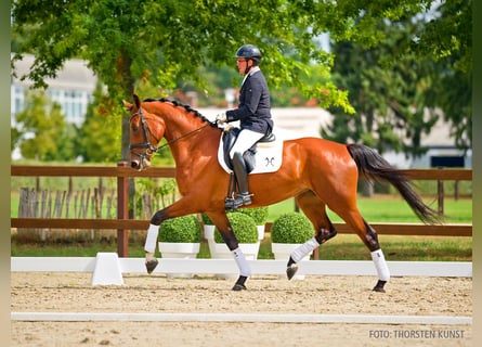 Hannoveraner, Stute, 4 Jahre, 164 cm, Brauner