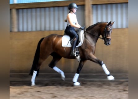 Hannoveraner, Stute, 4 Jahre, 164 cm, Brauner