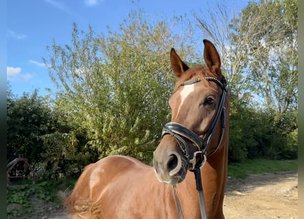 Hannoveraner, Stute, 4 Jahre, 164 cm, Fuchs