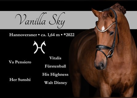 Hannoveraner, Stute, 4 Jahre, 164 cm, Fuchs