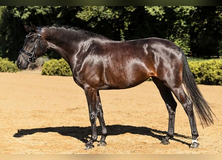 Hannoveraner, Stute, 4 Jahre, 164 cm, Schwarzbrauner