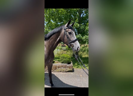 Hannoveraner, Stute, 4 Jahre, 165 cm, Apfelschimmel