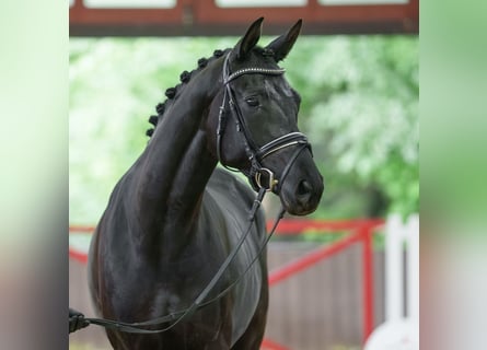 Hannoveraner, Stute, 4 Jahre, 165 cm, Brauner