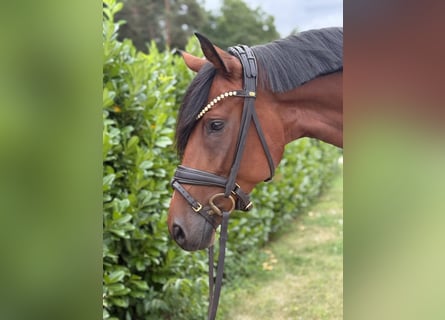 Hannoveraner, Stute, 4 Jahre, 165 cm, Brauner