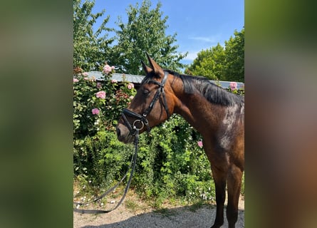 Hannoveraner, Stute, 4 Jahre, 165 cm, Brauner