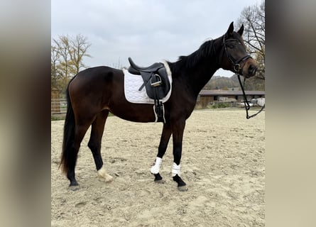 Hannoveraner, Stute, 4 Jahre, 165 cm, Dunkelbrauner