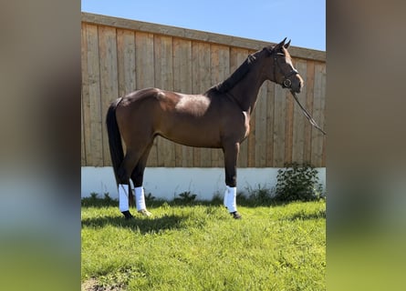 Hannoveraner, Stute, 4 Jahre, 165 cm, Dunkelbrauner