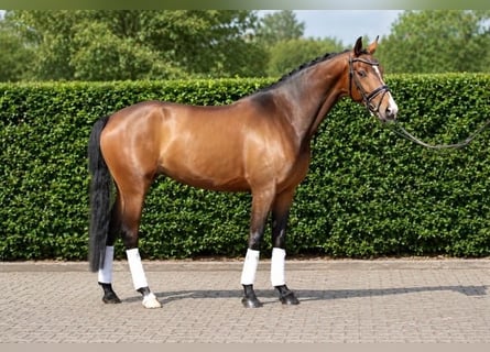 Hannoveraner, Stute, 4 Jahre, 165 cm, Dunkelfuchs