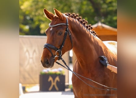 Hannoveraner, Stute, 4 Jahre, 165 cm, Dunkelfuchs