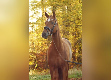 Hannoveraner, Stute, 4 Jahre, 165 cm, Fuchs