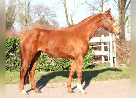 Hannoveraner, Stute, 4 Jahre, 165 cm, Fuchs