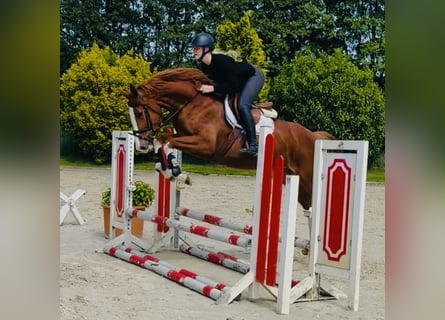 Hannoveraner, Stute, 4 Jahre, 165 cm, Fuchs