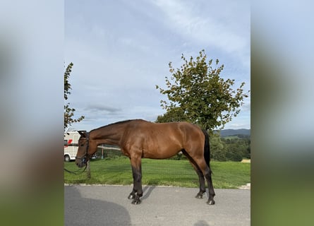 Hannoveraner Mix, Stute, 4 Jahre, 165 cm, Rotbrauner
