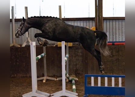 Hannoveraner, Stute, 4 Jahre, 165 cm, Schimmel