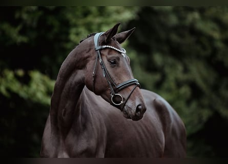 Hannoveraner, Stute, 4 Jahre, 165 cm, Schwarzbrauner