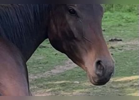 Hannoveraner, Stute, 4 Jahre, 165 cm, Schwarzbrauner