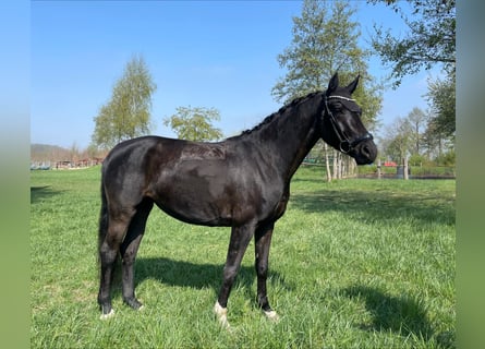 Hannoveraner, Stute, 4 Jahre, 165 cm, Schwarzbrauner