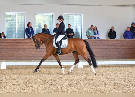 Hannoveraner, Stute, 4 Jahre, 166 cm, Brauner