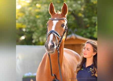 Hannoveraner, Stute, 4 Jahre, 166 cm, Brauner