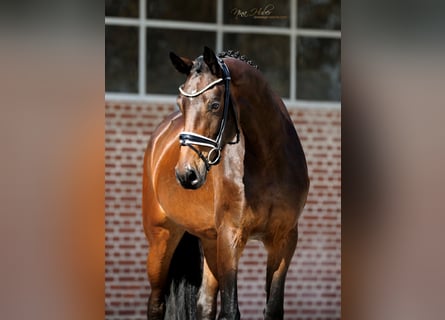 Hannoveraner, Stute, 4 Jahre, 166 cm, Brauner