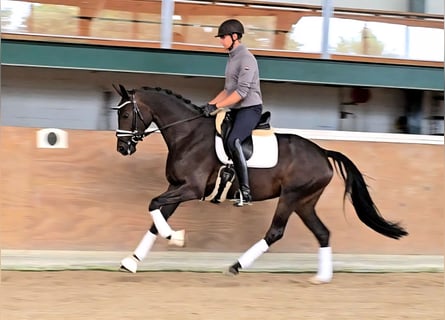 Hannoveraner, Stute, 4 Jahre, 166 cm, Dunkelbrauner