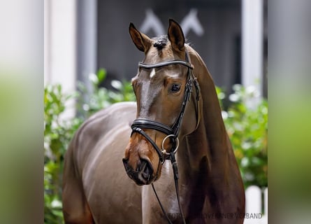 Hannoveraner, Stute, 4 Jahre, 166 cm, Dunkelbrauner