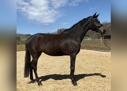 Hannoveraner, Stute, 4 Jahre, 166 cm, Dunkelbrauner
