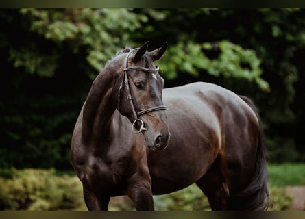 Hannoveraner, Stute, 4 Jahre, 166 cm, Dunkelbrauner