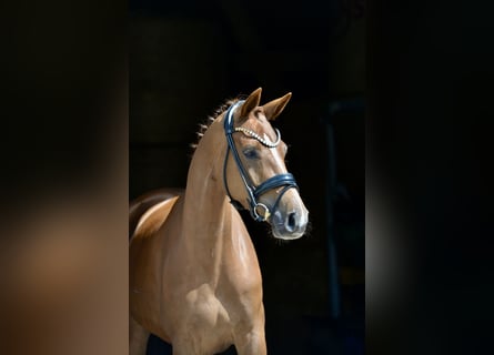 Hannoveraner, Stute, 4 Jahre, 166 cm, Dunkelfuchs