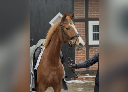 Hannoveraner, Stute, 4 Jahre, 166 cm, Fuchs