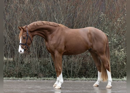 Hannoveraner, Stute, 4 Jahre, 166 cm, Fuchs