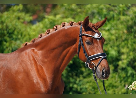 Hannoveraner, Stute, 4 Jahre, 166 cm, Fuchs